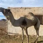للبيع جمل فحل ولد شاهين الجهرة