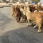 خرفان سواكل متربيه له ثلاث اشهر