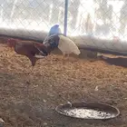دجاج بلدي