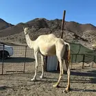 ناقه