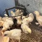 صوص براهما