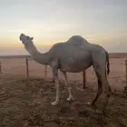 شقحه لقحه