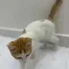 قط ل تبني ذكر نوع بلدي عمر شهرين بشرط مخافه الله