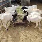 للبيع سواكن برابر وتيوس جمله وتفريد