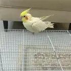 للبيع كروانه أليفه