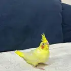 للبيع فرخ كروان غر لاتنيوم عيون حمر محجل