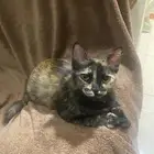 قطه قط لتبني