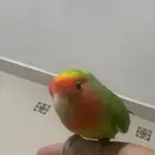 روز اليف للبيع