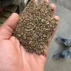 علف حلبه للطيور والحلال