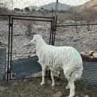 المدينه