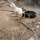 كبش فحل رفيدي أصمع