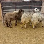 ضان دقسيات ولد