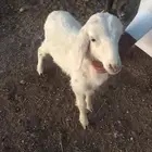 داغور رخل حري للبيع