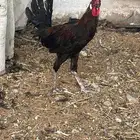 ديك بلدي ابو تاج للبيع