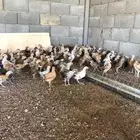صوص دجاج بلدي الوان فواتح