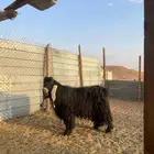 تيس للبيع