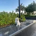 للبيع كلب   عمره شهرين