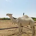بكره جذعه عفراء للبيع
