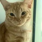 قطط للتبني دمام الظهران الخبر