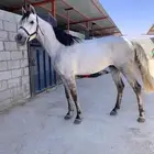 حصان واهو جزيري للبيع