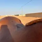 حصان عربي شعبي للبيع شيخ تواصل واتس فقط