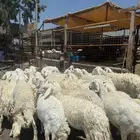 غنم حريات 29 راس