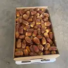 للبيع صقعي بالكميات حبته كبيره