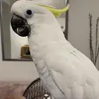 مين عنده ببغاء لتبني