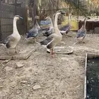 وز عراقي اصلي