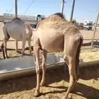 حواشي وبرابر وسواكن للبيع مرابى
