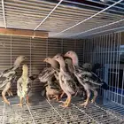 للبيع دجاج شامو ياباني فاخر