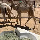 قعدان للبيع