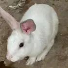 أرانب للبيع 2 إناث واحد ذكر