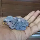 للبيع فرخ روز ازرق ماربل