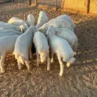 ذيايح حريات