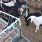 تيوس وجفرت