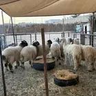 للبيع طلييان نعيم