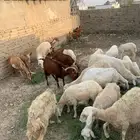 غنم نعيم للبيع   الموقع محايل عسير