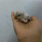 فرخ فيشر شرط صحي الحد 100