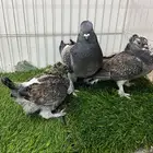حمام روماني فراشة