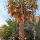 نخل وشنطني للبيع بسعر طيب