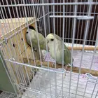 زوج طيور حب (روز) أليف وجميل للبيع