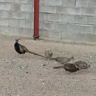 فزن فزنت أمريكي للبيع