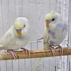 بادجي