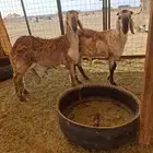 مشاريع درمانيه