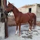 فرس شعبيه شيخه
