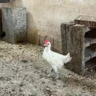 دجاج وديوك بلدي العمر شهرين ونص مطعم نيوكاسل وتنفسي