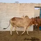 حسلان بلدي العدد 11