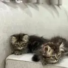 قطط مكس بنجول شيرازي للبيع
