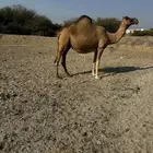 ناقه ملاقي السن ناب مشروطه